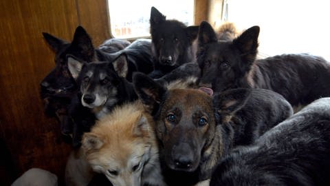 Hunde in verwahrloster Wohnung (Foto: IMAGO, Imago blickwinkel)