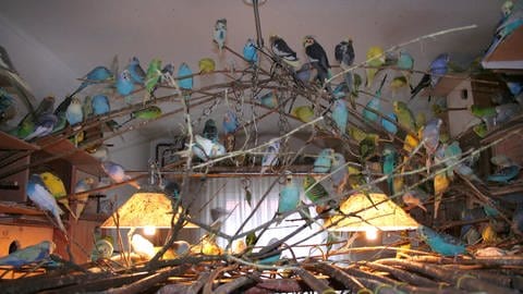 Tiersammelsucht- Wellensittichschwarm im Wohnzimmer (Foto: IMAGO, imago images / blickwinkel)