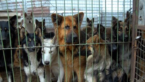 Hunde im Zwinger (Foto: IMAGO, imago images / blickwinkel)