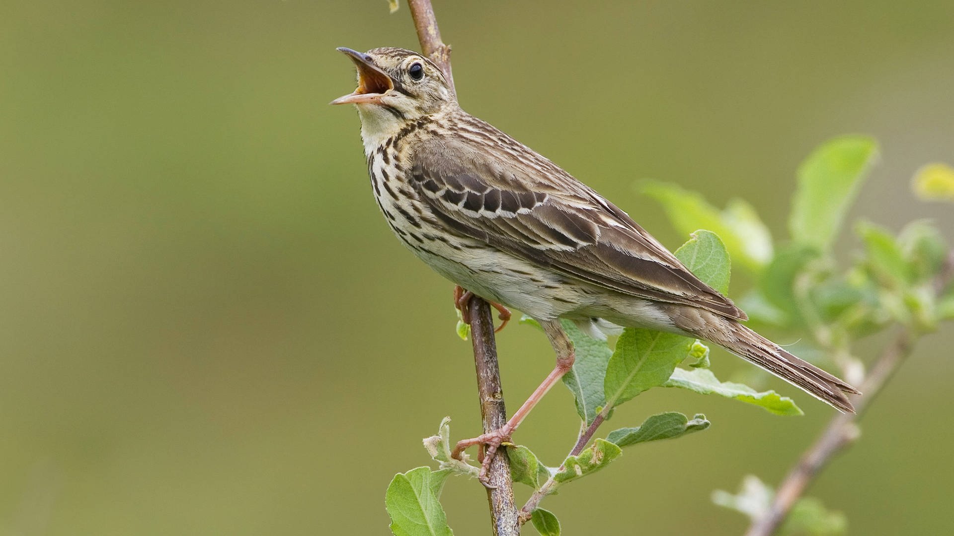 Wie Konnen Vogel So Laut Und Durchgehend Singen Swr Wissen