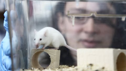 Bei Mäusen zumindest funktioniert die Verjüngungskur durch das Blutplasma trainierter Mäuse. Beim Menschen ist der Mechanismus noch nicht richtig erforscht. (Foto: IMAGO,  imago stock&people)