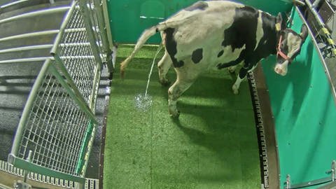 Eine Kuh, die gelernt hat, in einer Versuchslatrine zu urinieren.  (Foto: Leibniz-Institut für Nutzierbiologie (FBN) )