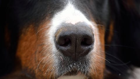 Die Spürnase des Hundes ist in der Lage unterschiedliche chemische Zusammensetzungen und auch den Sauerstoffgehalt in der menschlichen Atemluft zu erschnüffeln.  (Foto: IMAGO, imago images / CHROMORANGE)
