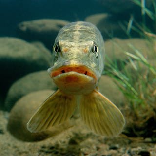 Ein Knochenfisch, der als Raubfisch in Süßgewässern lebt, schaut in die Kamera (Foto: imago images, imageBROKER/Christian GUY via www.imago-images.de)