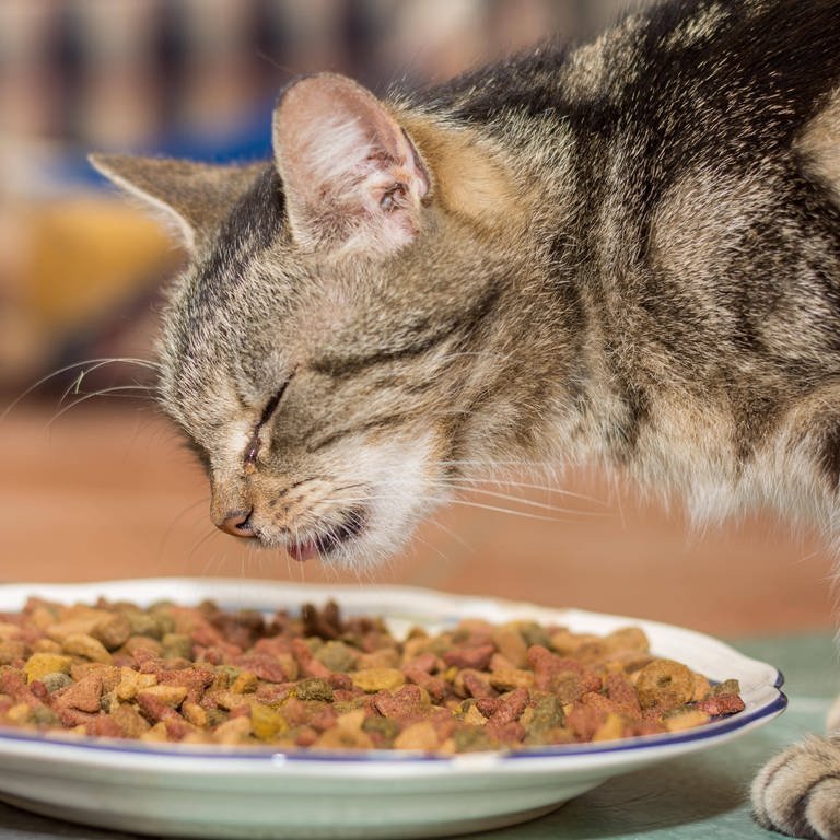Katzenfutter ist oft von minderer Qualität und alles andere als gesund für die Stubentiger. (Foto: IMAGO, imago/Panthermedia)