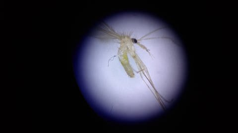 Sandmückenforschung bedeutet auch die gefangenen Exemplare auf Infektionen hin zu untersuchen. (Foto: SWR, Thomas Hillebrandt)
