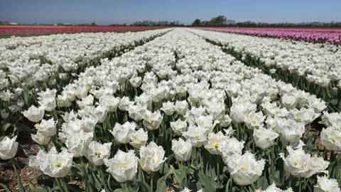 Tulpenzucht in den Niederlanden: riesige Felder für den internationalen Markt. (Foto: IMAGO, imago blickwinkel/M.Woike)