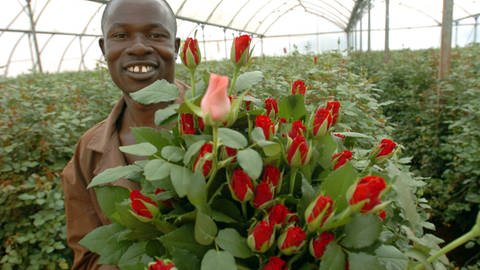 Blumenanbau in Kenia. Schnittblumen werden oft unter schlechten Arbeitsbedingungen und mit massiven Pestizideinsatz produziert. (Foto: imago images,  imago/Xinhua)