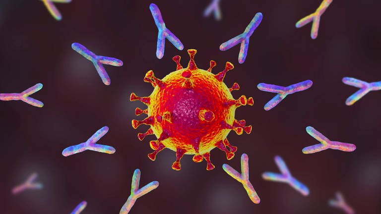 Coronavirus und Antikörper (Foto: IMAGO, imago images / Science Photo)