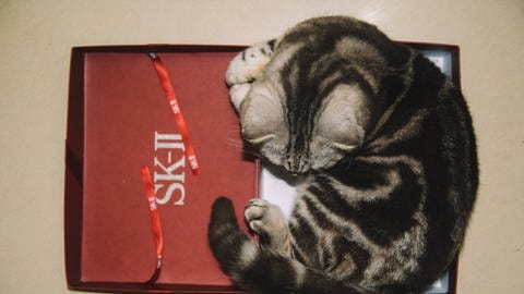 Katze auf einem viereckigem Deckel (Foto: IMAGO, imago images/Imaginechina-Tuchong)