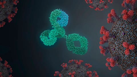 Antikörper attackieren ein Coronavirus (Illustration) (Foto: IMAGO, imago images/Science Photo Library)