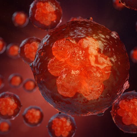 Forschende aus den USA und Australien haben Vorläufer menschlicher Embryonen in der Petrischale gezüchtet. (Foto: IMAGO,  imago images/Rost9)