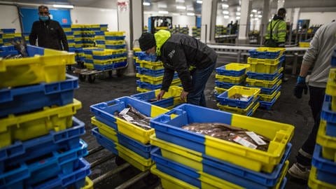 Einfuhrkontrolle für Fischimporte (Foto: IMAGO, IMAGO / Le Pictorium)