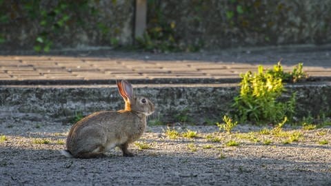 Kaninchen in der Stadt: Die kurzen Besuchswege zwischen Kaninchenbauten ermöglichen eine größere genetische Vielfalt von Stadtkaninchen (Foto: IMAGO, IMAGO / alimdi)