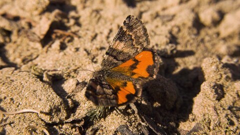 Neue Schmetterlingsart entdeckt  (Foto: SWR)