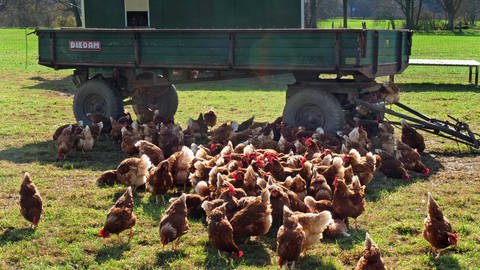 Hühner in Freilandhaltung: Ist so ein vegetarischer Burger aus den USA umweltfreundlicher als das Huhn vom Biobauern aus dem Nachbardorf? (Foto: imago images, IMAGO / Martin Wagner)