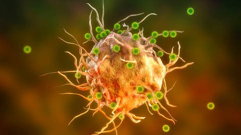 Immunzellen und Sars-CoV-2  (Foto: IMAGO, i)