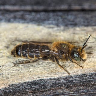 Natternkopfmauerbiene auf Holz: Beeinflusst der Klimawandel das Insektensterben? (Foto: imago images, IMAGO / blickwinkel)