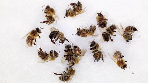 Tote Bienen: Was sind die Gründe für das Insektensterben? (Foto: IMAGO, IMAGO / Frank Sorge)