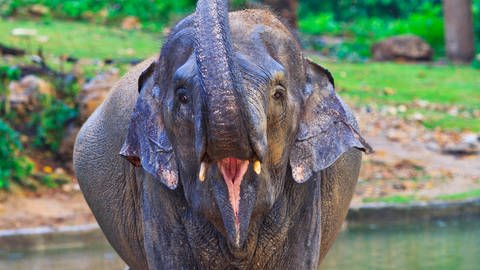 Elefant mit gehobenem Rüssel und offenem Mund (Foto: Colourbox)