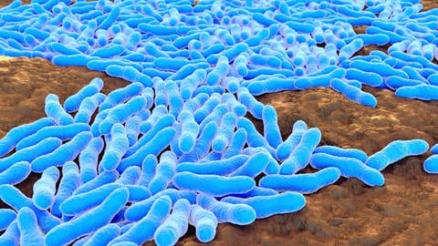 Darstellung des Tuberkulosebakteriums, welches die Lunge und weitere Teile des Körpers befallen kann (Foto: IMAGO, IMAGO / Science Photo Library)