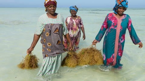 Die Rotalge wird in tropischen Gewässern, wie beispielsweise im ostafrikanischen Sansibar, angebaut. (Foto: IMAGO, imago images/Joerg Boethling)