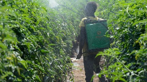 Zambia, Mazabuka: Farmarbeiter sprüht Pestizide im Tomatenfeld ohne Schutzkleidung, in Afrika werden von westlichen Agrarkonzernen Agrarchemikalien verkauft die in der EU längst verboten sind  (Foto: IMAGO, IMAGO / Joerg Boethling)