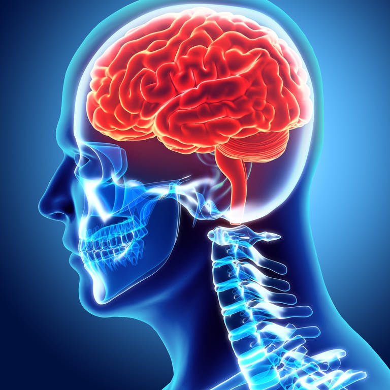 Gehirn (Foto: Colourbox)