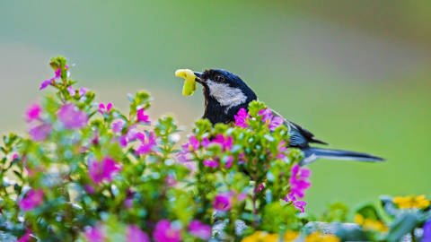 Singvögel ernähren sich im Sommer von Insekten, Würmern, Larven, Läusen und Beeren. (Foto: IMAGO, imago images/BIA)