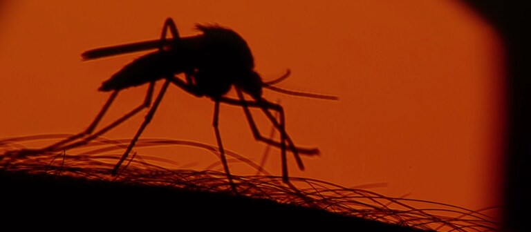 Übertragen wird Malaria durch die Anopheles-Mücke.  (Foto: SWR, SWR/Reuters)