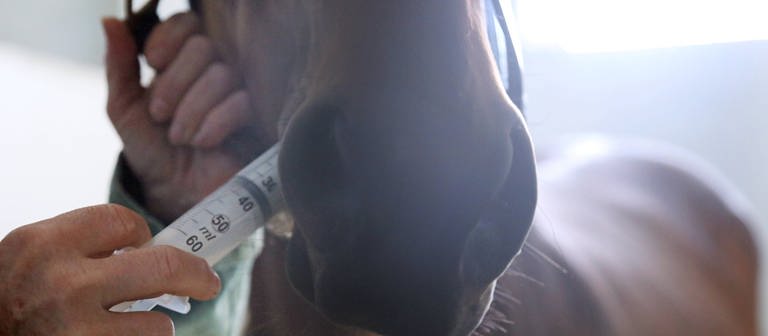 Wurmkur beim Pferd - hier machen Entwurmungsmittel Sinn.  (Foto: imago images, IMAGO / Frank Sorge)