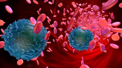 Mikroplastikpartikel werden über den Blutkreislauf auch in Organe transportiert. (Foto: IMAGO, imago images/Westend61)
