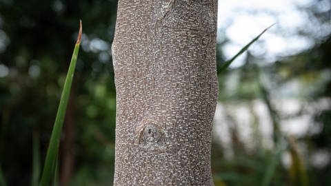 Nanopartikel yang seharusnya meningkatkan efek vaksin Novavax dibuat dari ekstrak kulit pohon sabun Cile.  (Foto: Imago Images, Imago / Joan Randless / Cover-Images.com)