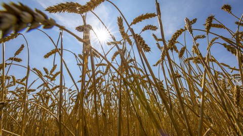 Weizen auf dem Feld (Foto: IMAGO, imago/Jochen Tack)