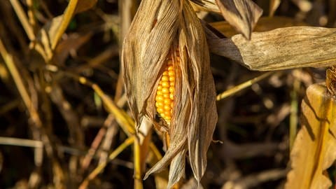 Vertrockneter Mais auf einem Feld (Foto: IMAGO, /Manngold)