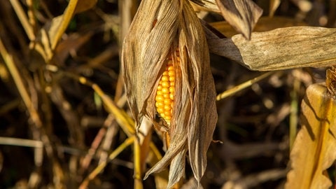 Vertrockneter Mais auf einem Feld (Foto: IMAGO, /Manngold)