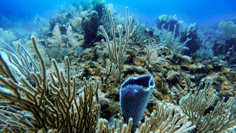 Korallenriff in Mexiko: Überall auf der Erde hinterlässt der Mensch Ablagerungen, die eine neue Erdschicht bilden (Foto: IMAGO, IMAGO / VWPics)