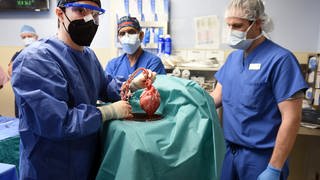 Erstmals wurde einem Menschen ein Schweineherz implantiert. (Foto: picture-alliance / Reportdienste, picture alliance/dpa/University of Maryland School of Medicine)