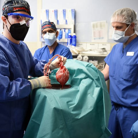 Erstmals wurde einem Menschen ein Schweineherz implantiert. (Foto: picture-alliance / Reportdienste, picture alliance/dpa/University of Maryland School of Medicine)