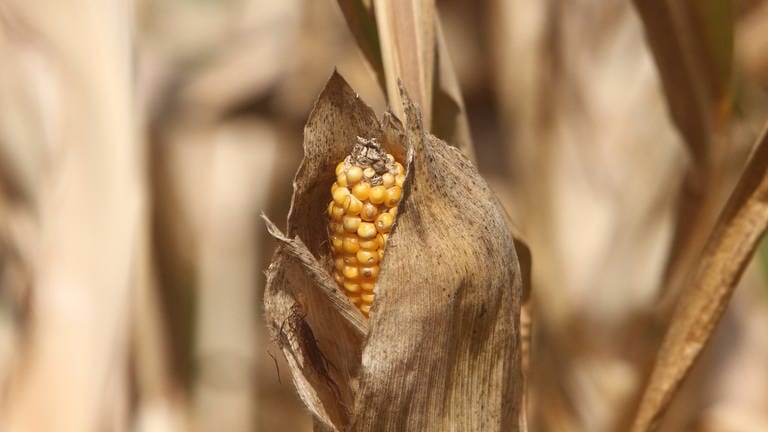 Das Klima hat großen Einfluss auf die Ernte. (Foto: IMAGO, imago)