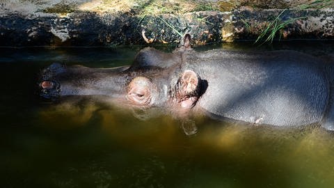 Auch Flusspferde können sich mit Coronaviren infizieren. Daher gelten auch in Zoos strenge Hygienevorschriften. (Foto: IMAGO, imago images/Revierfoto)