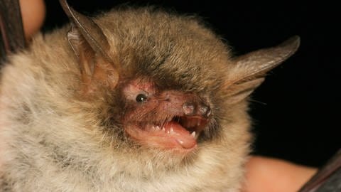 Nattier's bat (Photo: Imago Images, Imago/blickwinkel)