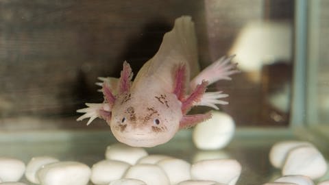 Axolotl im Aquarium (Foto: IMAGO, IMAGO / agefotostock)