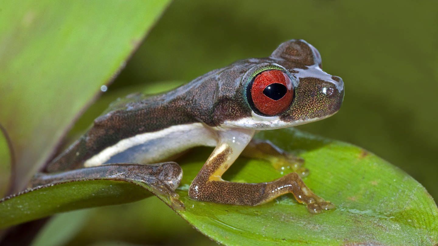 Baumfrosch, Duellmanohyla rufioculis (Duellmanohyla rufioculis), Costa Rica (Foto: picture-alliance / Reportdienste, / blickwinkel/AGAMI/A. Vargas)