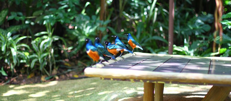 Die buntesten Vögel gibt es tropischen Regionen. (Foto: imago images, imago images/YAY Images)