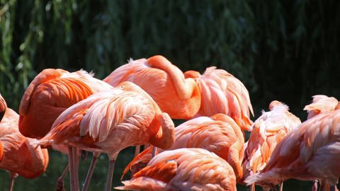 Woher die Flamingos ihre besondere Farbe haben, wurde bereits erforscht. (Foto: imago images, imago images/U. J. Alexander)