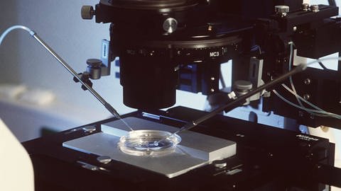 Unter einem Mikroskop werden Spermien des Vaters in eine Eizelle der Mutter injiziert.  (Foto: IMAGO, stock&people)