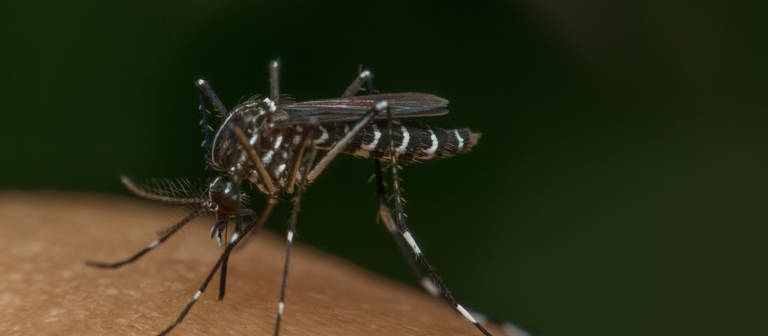 Mücke (Aedes aegypti) saugt Blut auf menschlicher Haut (Foto: IMAGO, imago images/PongMoji)