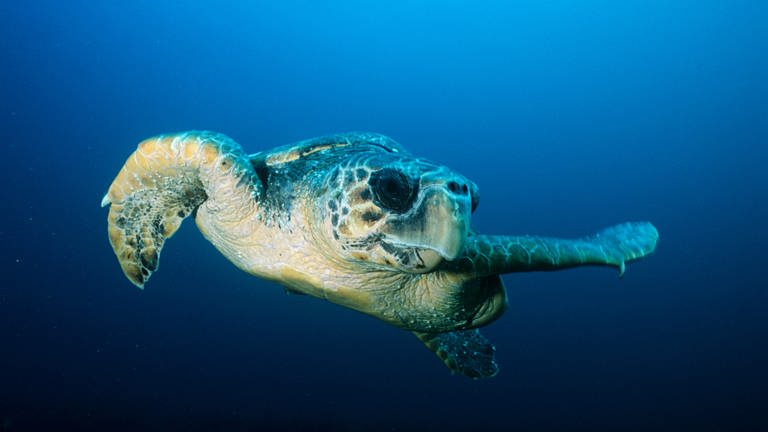 Unterwasser Aufnahme: Schildkröte schwimmt im Meer. (Foto: IMAGO, IMAGO / YAY Images)