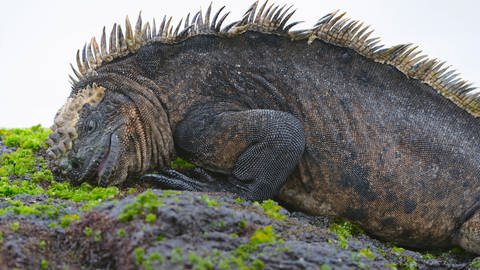 Marine iguana on a moss rock in the Galapagos Islands.  (Photo: IMAGO Images, IMAGO / McPHOTO)